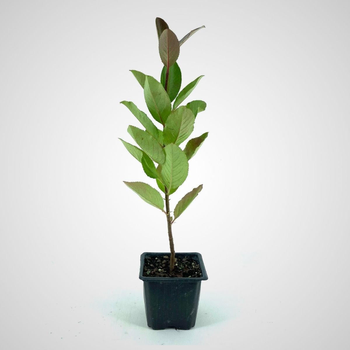 1 Yaş Aronya Fidanı-Viking-(30-40 cm)