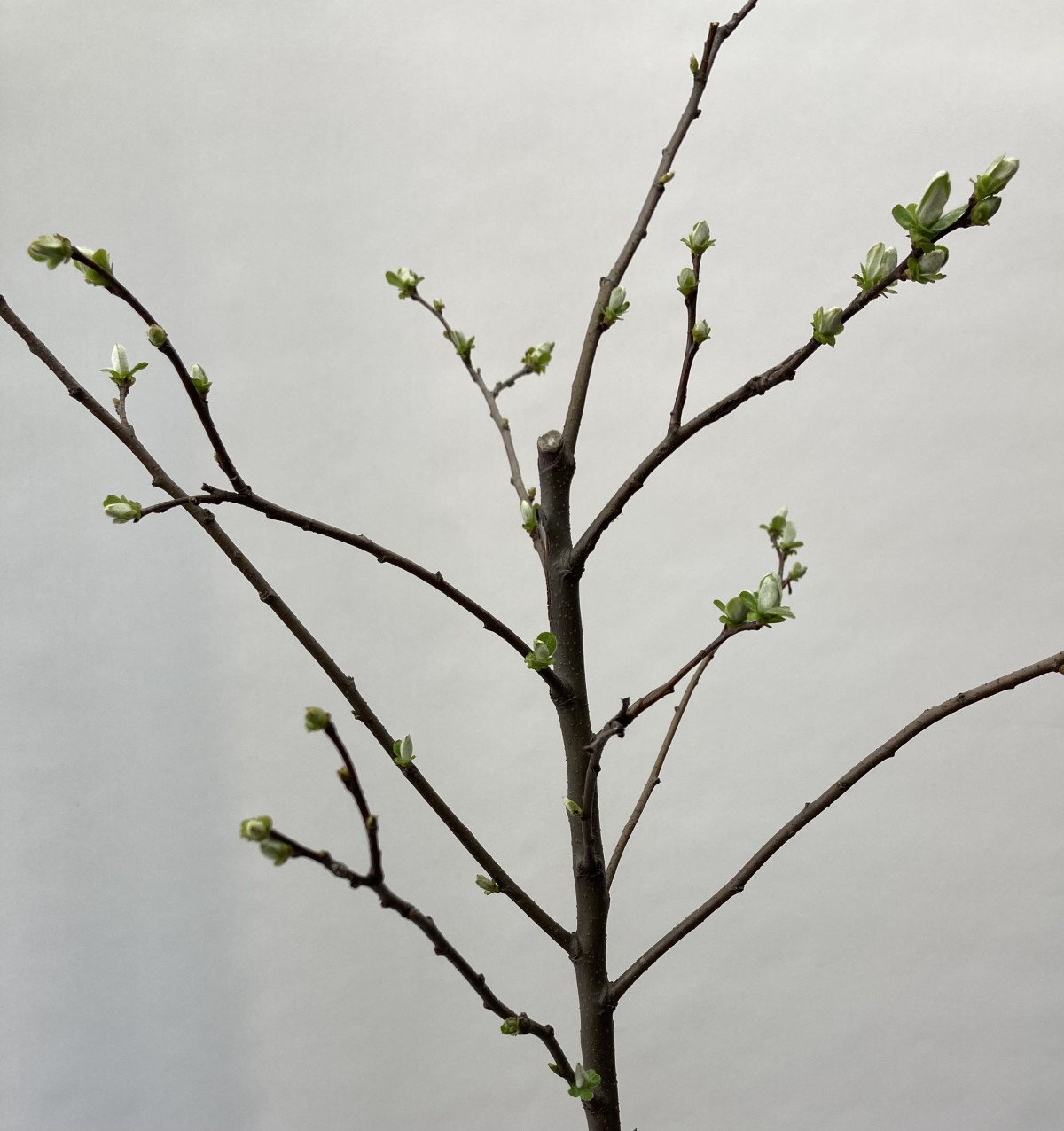 2 Yaş Aşılı Eşme Ayva Fidanı (130-150 cm)