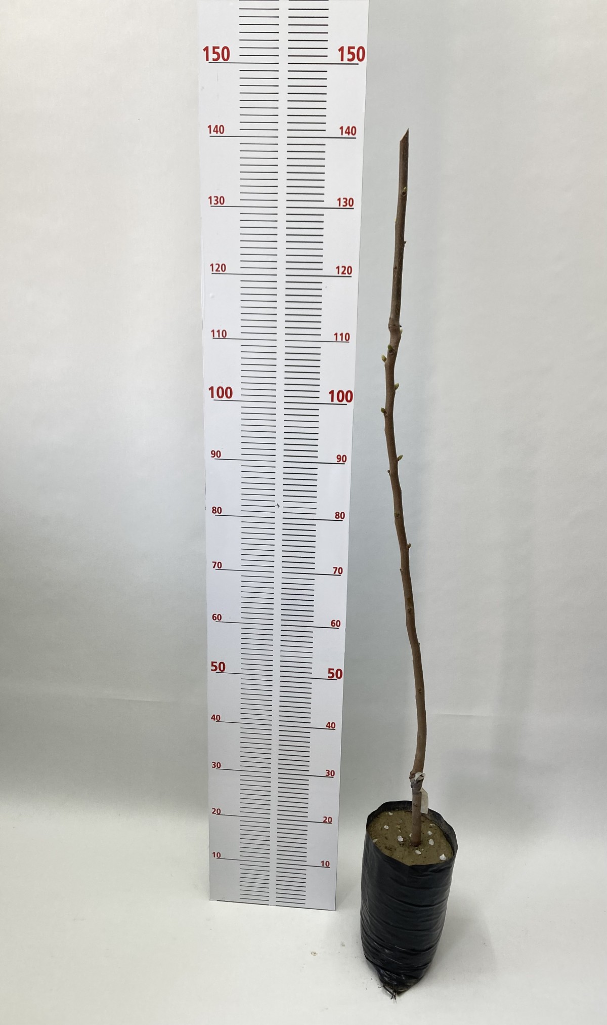 2 Yaş Aşılı Hachiya Trabzon Hurması (120-140 cm)