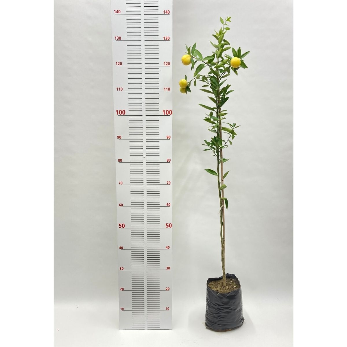 2 Yaş Aşılı Misket Limon (Lime) Fidanı (100-120 cm)