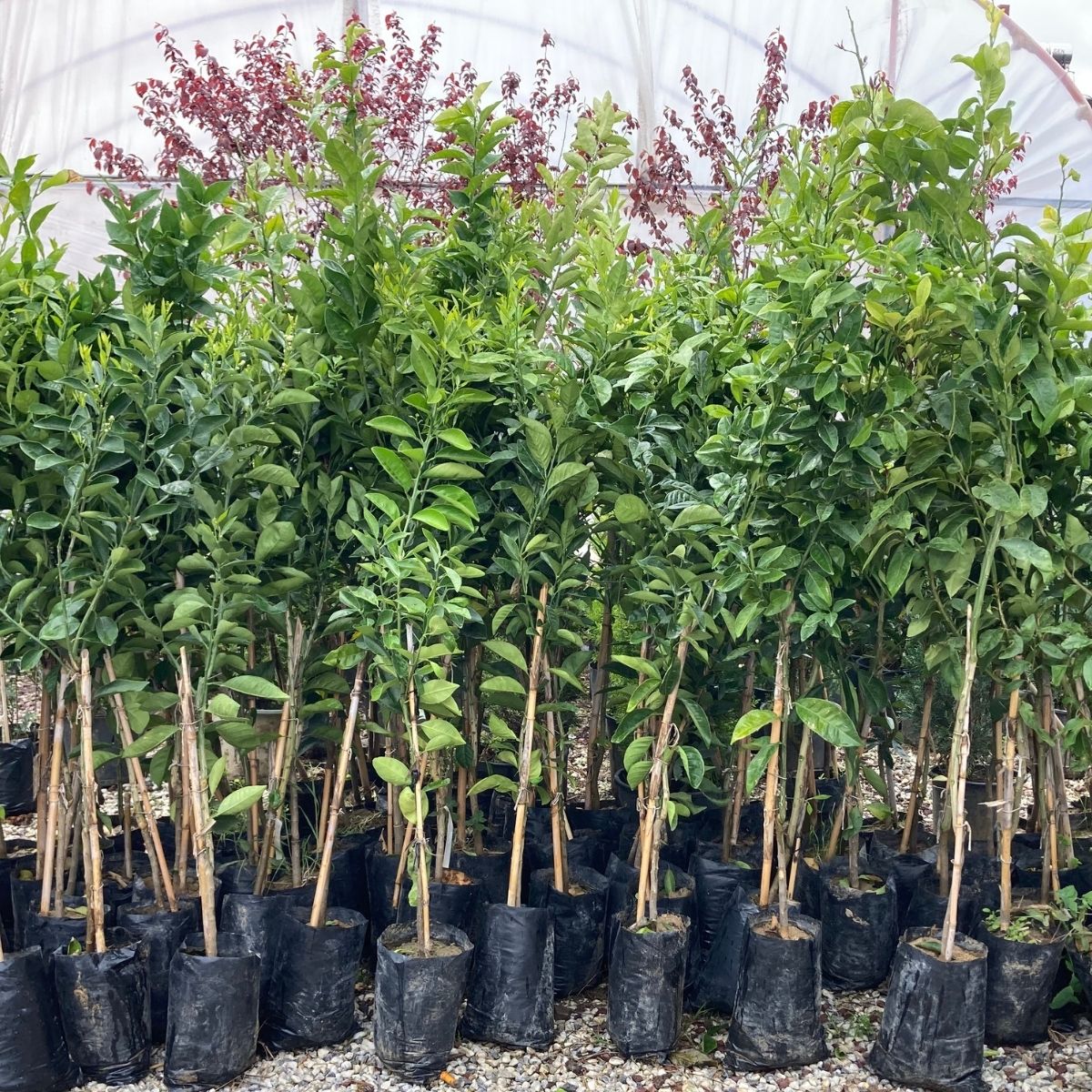 2 Yaş Aşılı Misket Limon (Lime) Fidanı (100-120 cm)