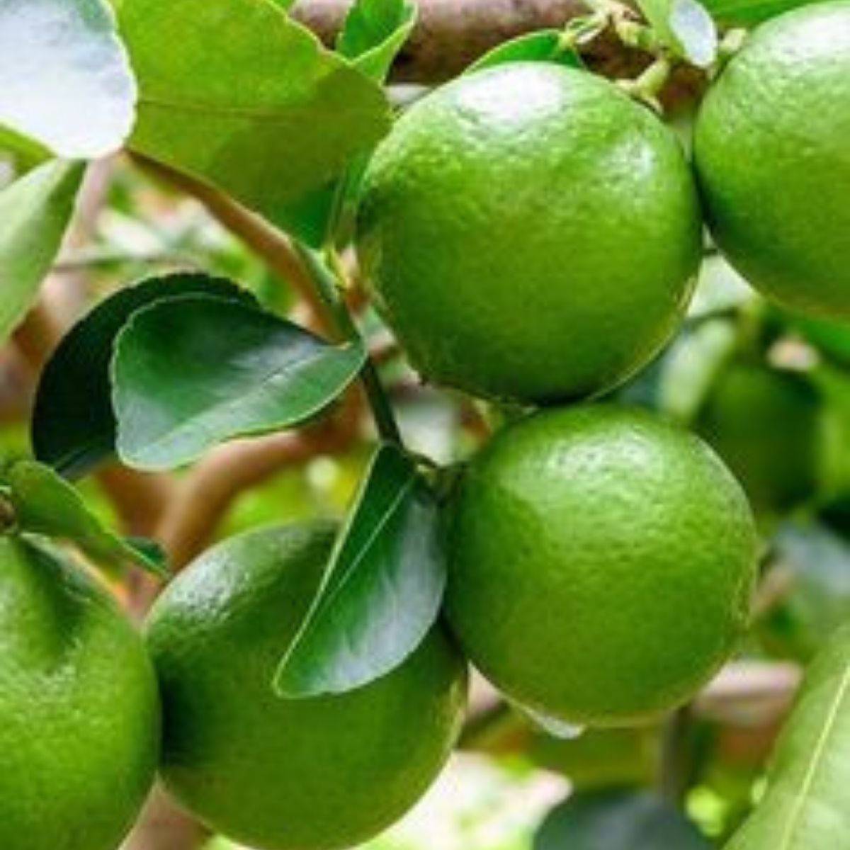 2 Yaş Aşılı Misket Limon (Lime) Fidanı (100-120 cm)