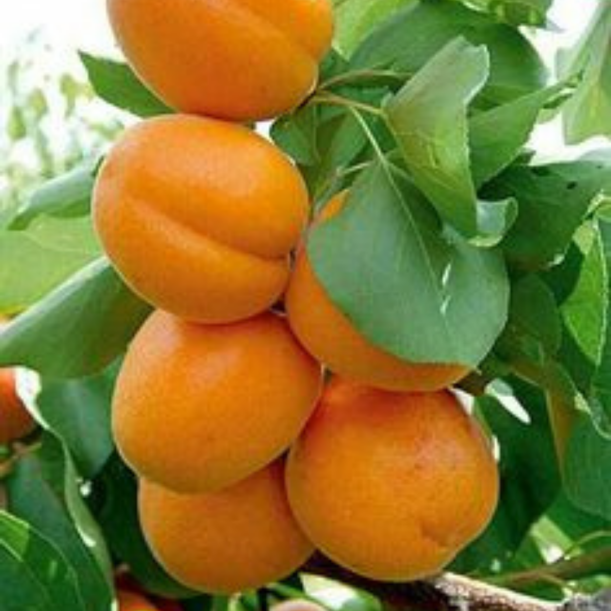 2 Yaş Aşılı Şekerpare Kayısı Fidanı (70-90 cm)