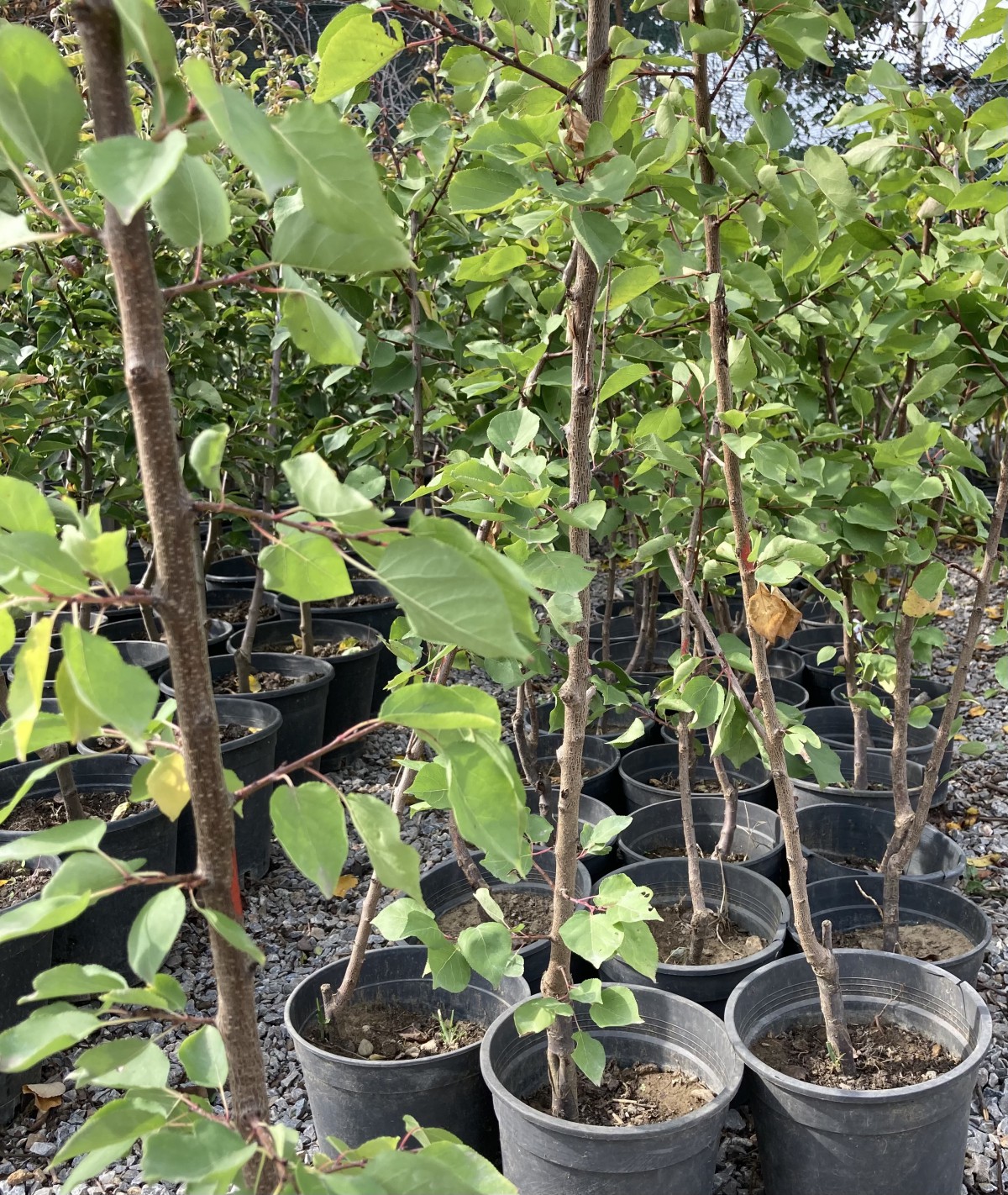 2 Yaş Aşılı Şekerpare Kayısı Fidanı (70-90 cm)