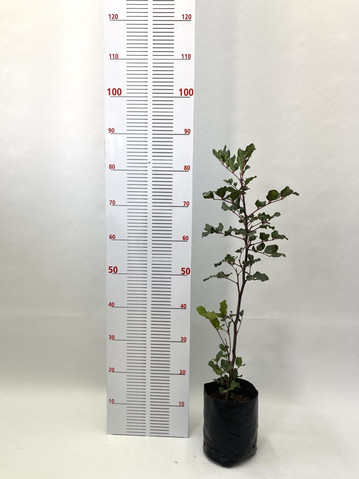 2 Yaş Keçiboynuzu Fidanı (60-80 cm)