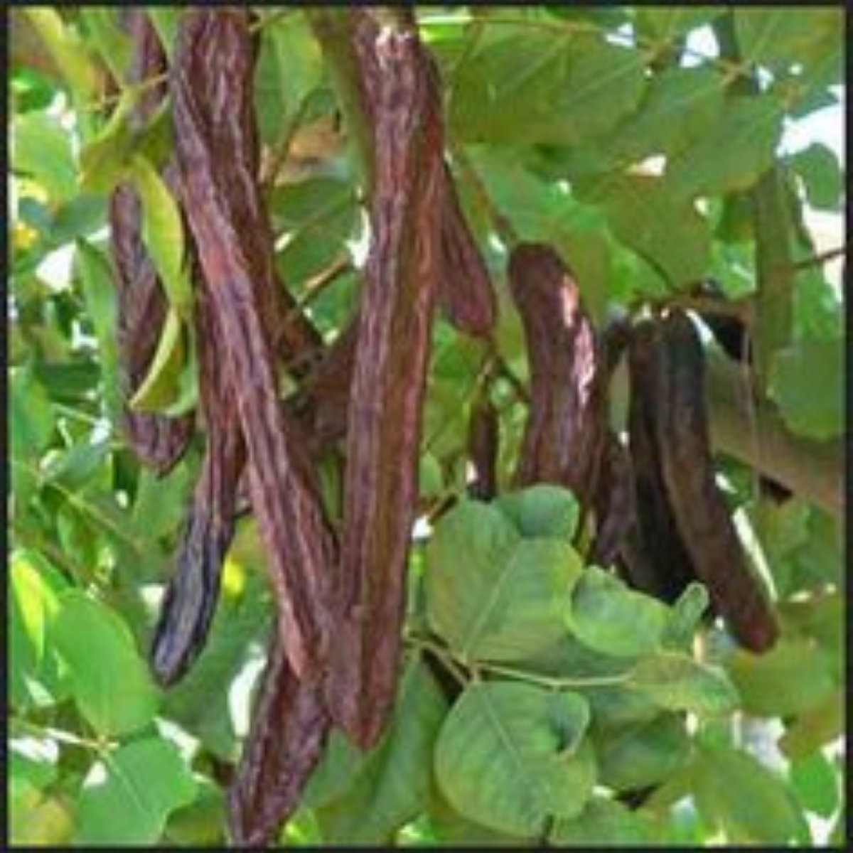 2 Yaş Keçiboynuzu Fidanı (60-80 cm)