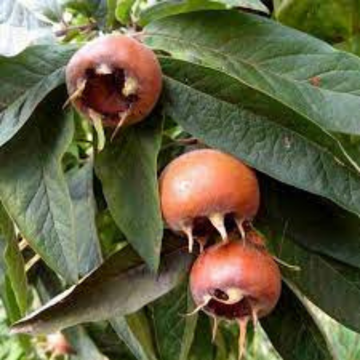 2 Yaş Muşmula Fidanı (110-130 cm) 2 Yaş Muşmula Fidanı (110-130 cm)