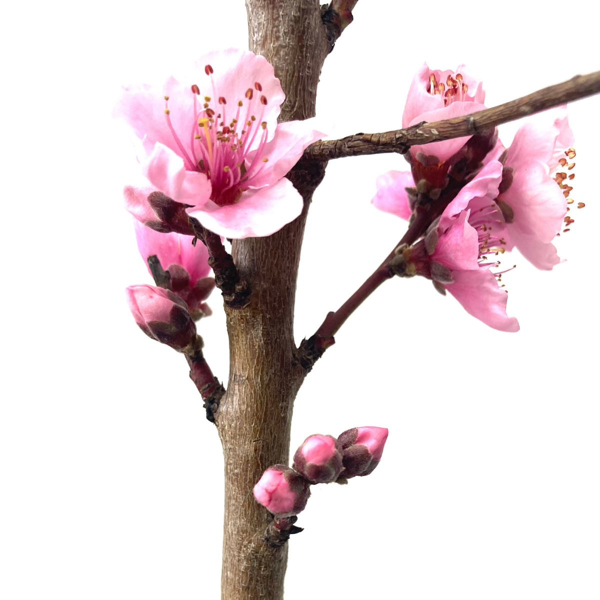 2 Yaş Aşılı Amiga Nektarin Fidanı (130-150 cm) 2 Yaş Aşılı Amiga Nektarin Fidanı (130-150 cm)