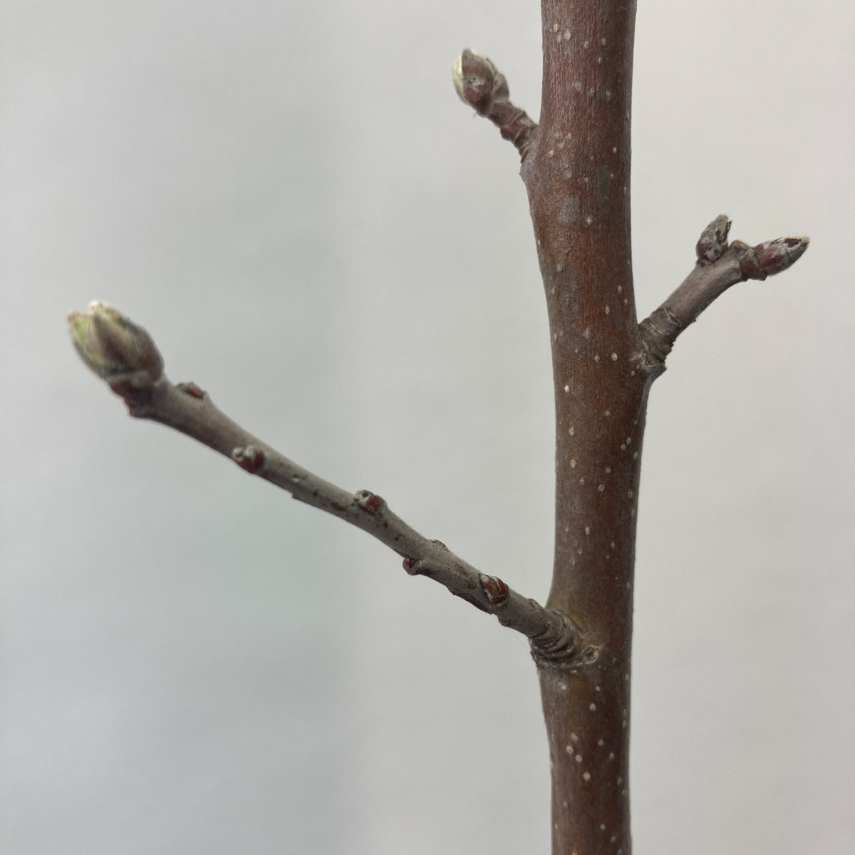 3 Yaş Aşılı Golden Elma Fidanı (140-160 cm) 3 Yaş Aşılı Golden Elma Fidanı (140-160 cm)