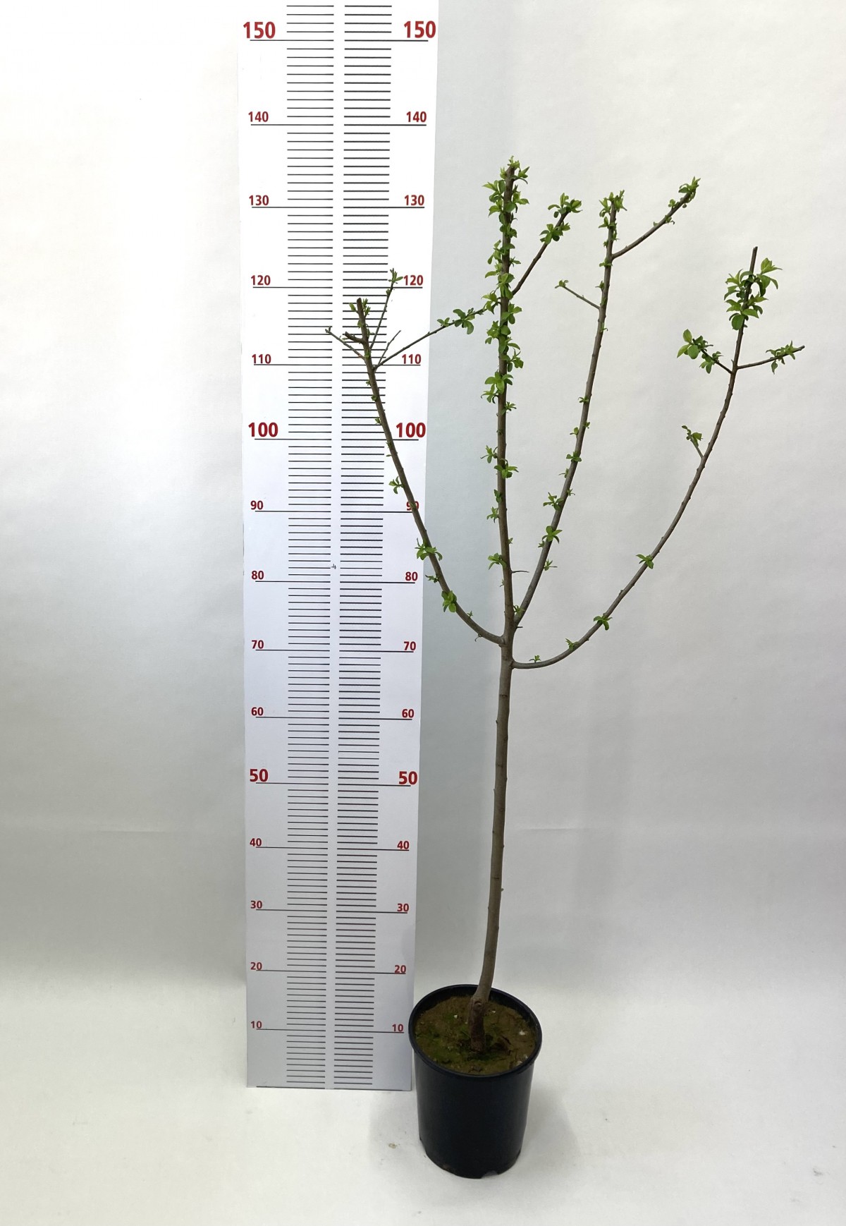 3 Yaş Aşılı Papaz Eriği Fidanı (110-130 cm)