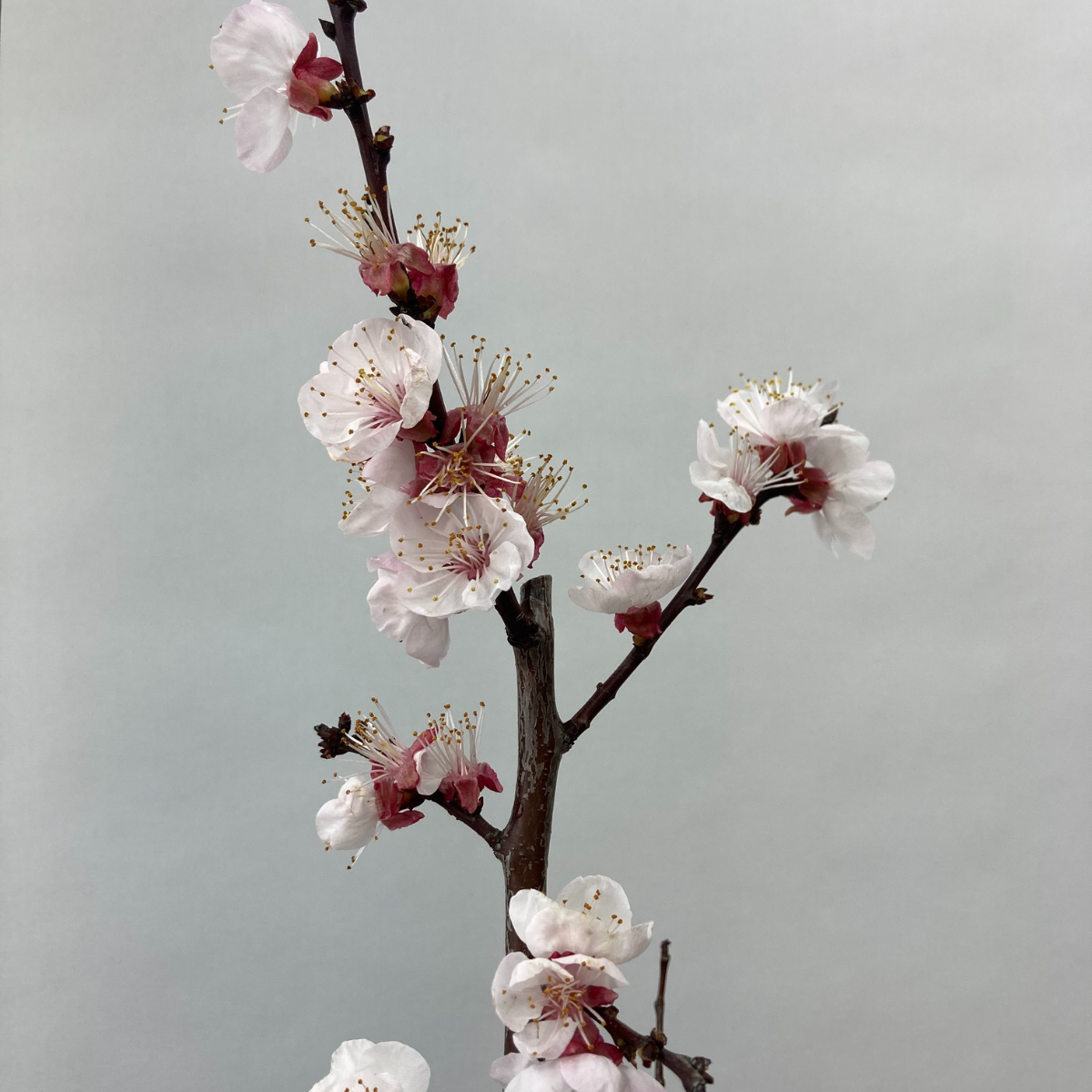 3 Yaş Aşılı Tokalıoğlu Kayısı Fidanı (150-170 cm)