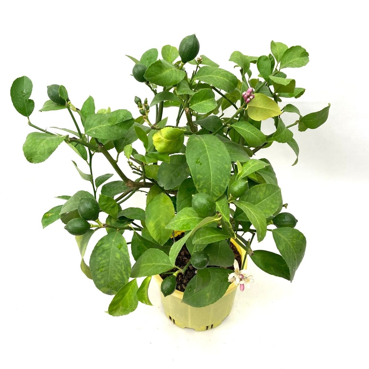 4 Yaş Aşılı Yediveren Limon Ağacı (60-70 cm)-Dekoratif Saksıda