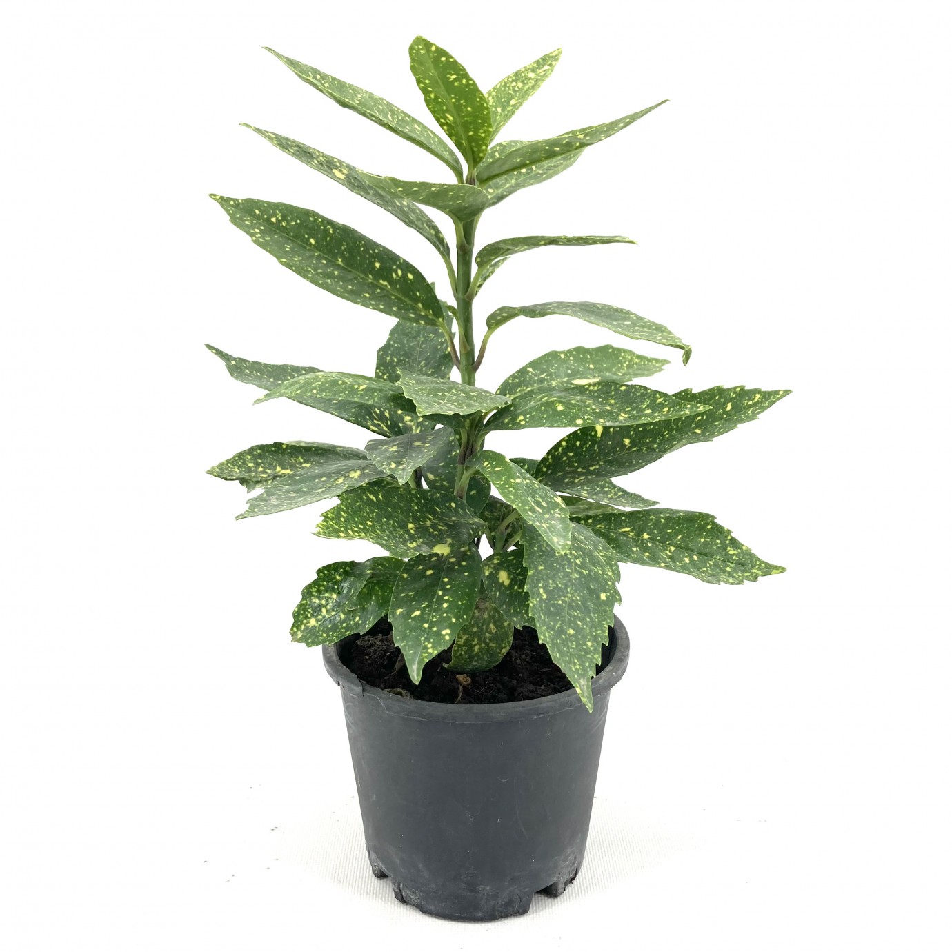 Akuba (japon Defnesi) 40-50 cm-5'li