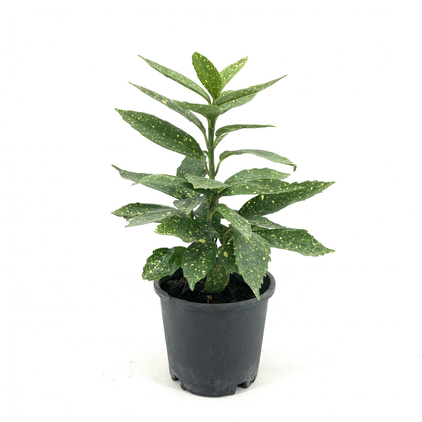 Akuba (japon Defnesi)  40-50 cm