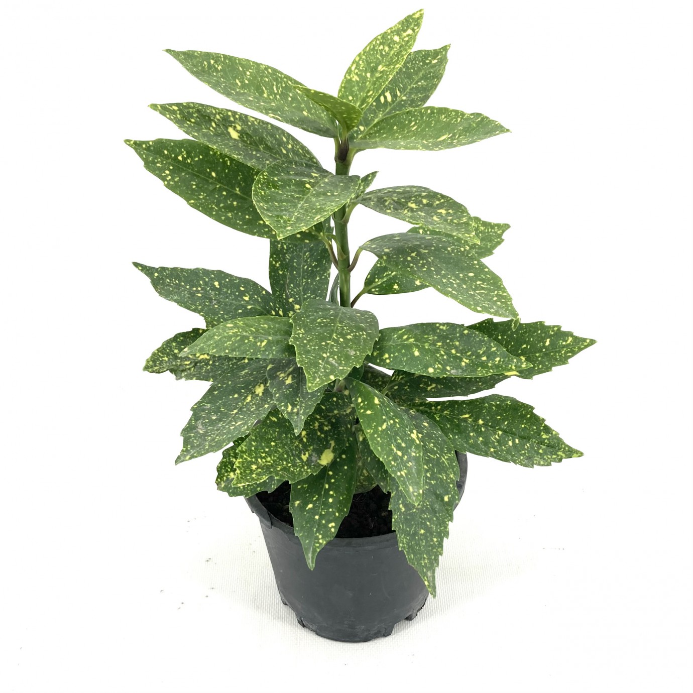 Akuba (japon Defnesi)  40-50 cm