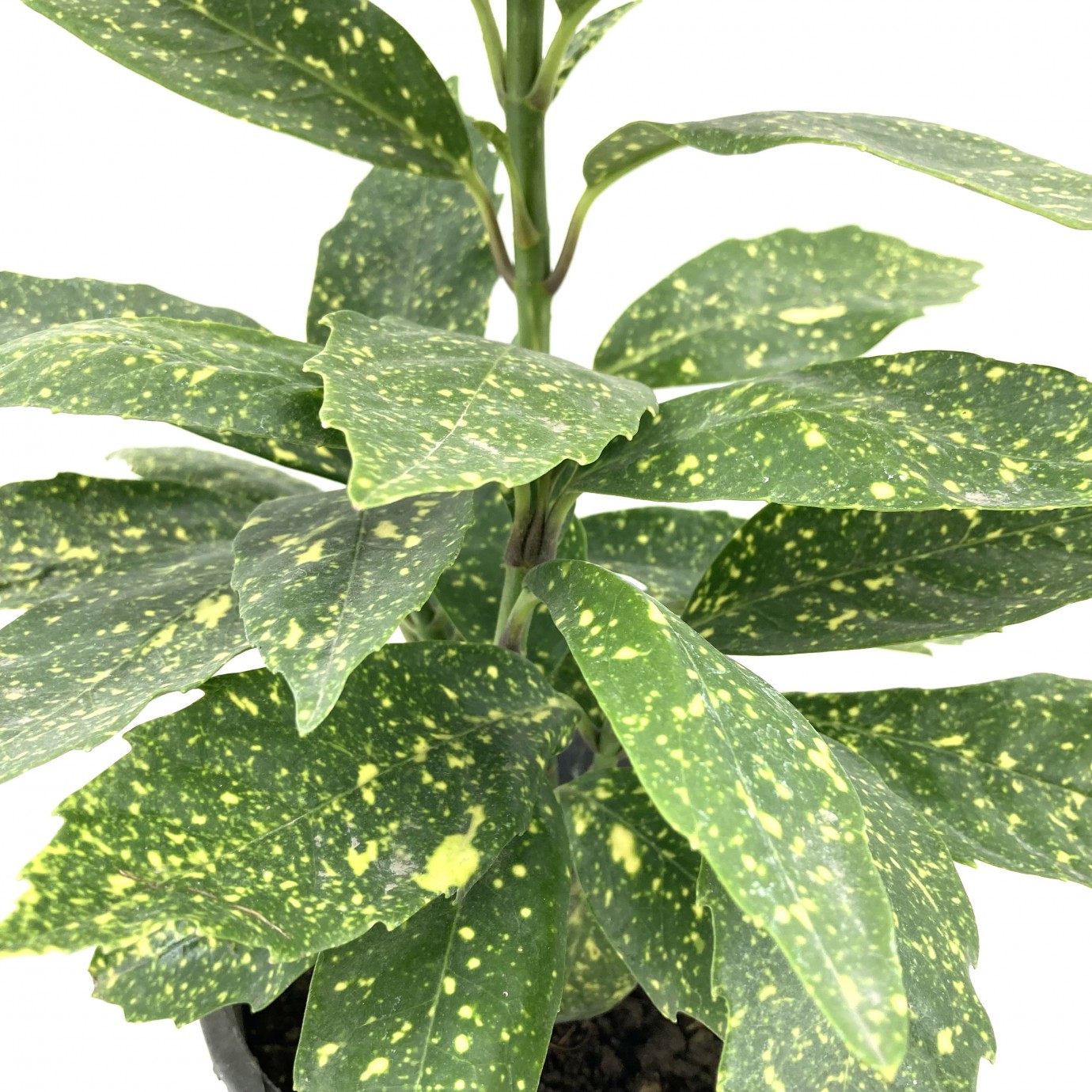 Akuba (japon Defnesi)  40-50 cm