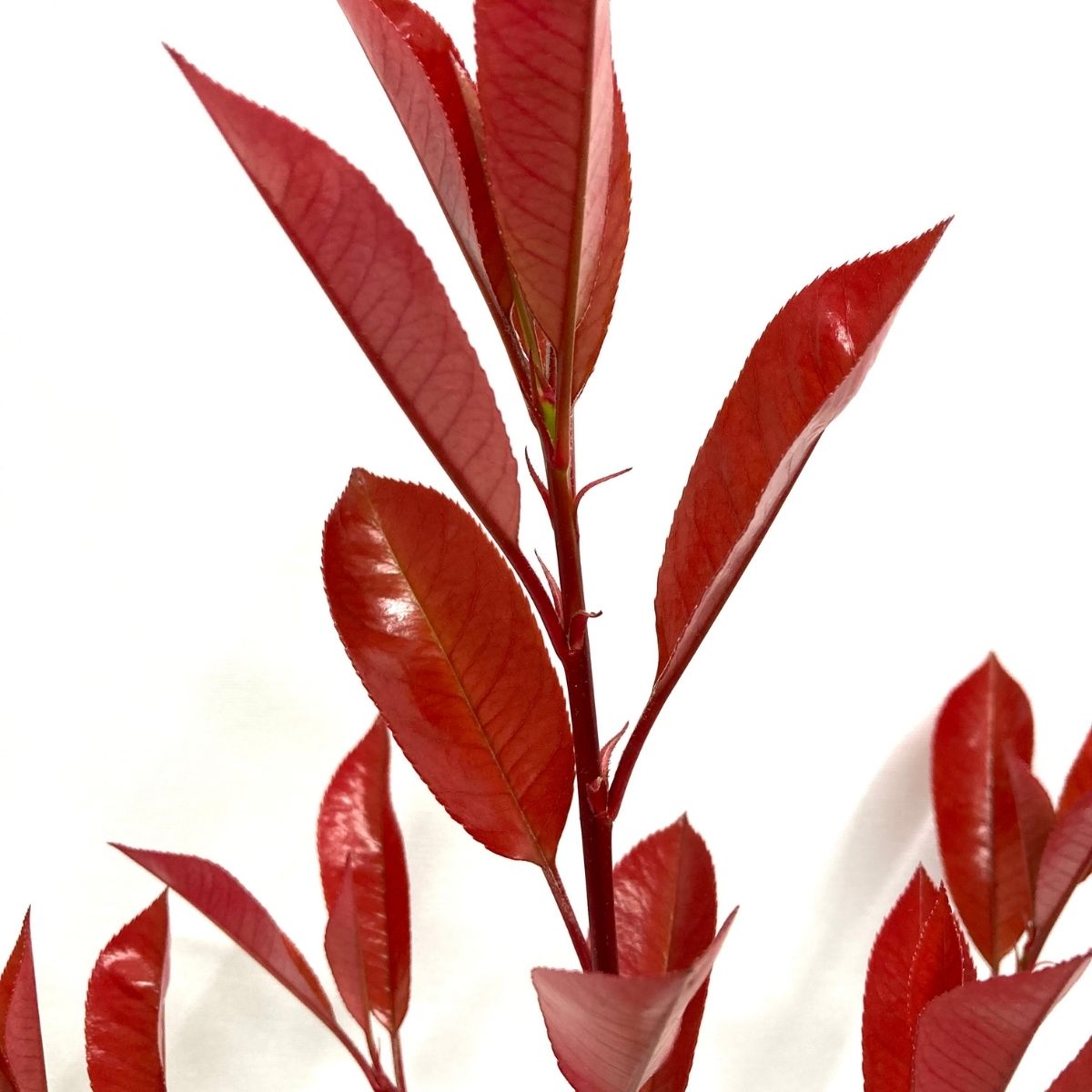 Alev Çalısı (Photinia Red Robin) (70-80 cm) Alev Çalısı (Photinia Red Robin) (70-80 cm)