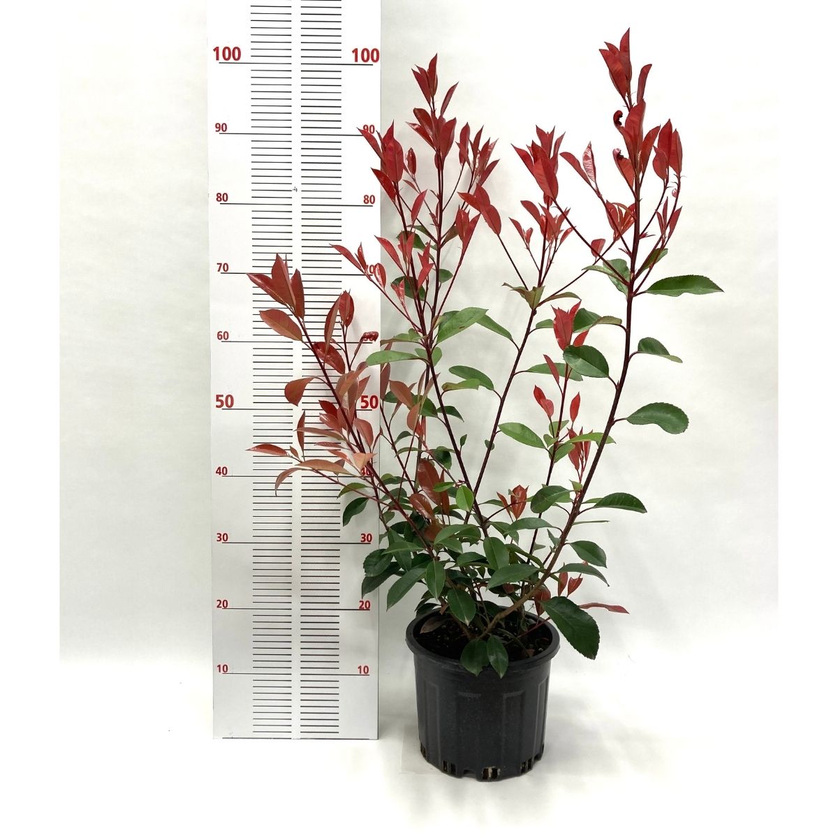 Alev Çalısı (Photinia Red Robin) (70-80 cm)