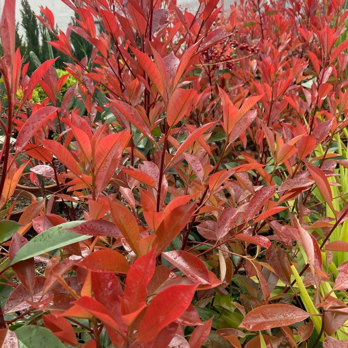 Alev Çalısı (Photinia Red Robin) (70-80 cm)