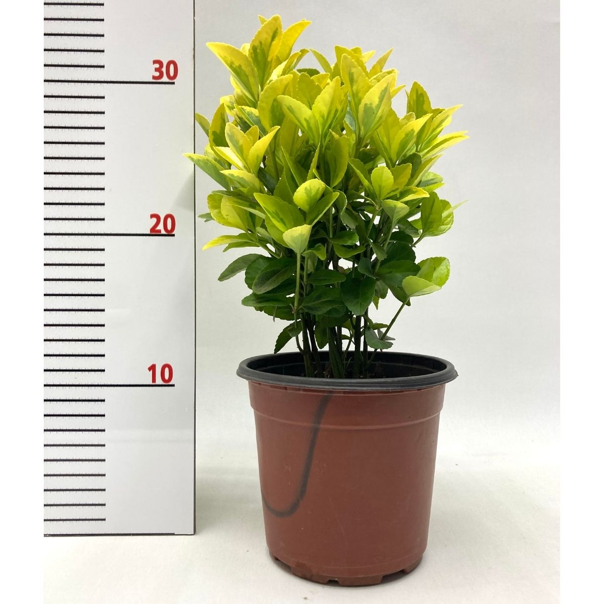 Altuni Taflan-Gold Taflan (20-25 cm)-20 Adet Altuni Taflan-Gold Taflan (20-25 cm)-20 Adet