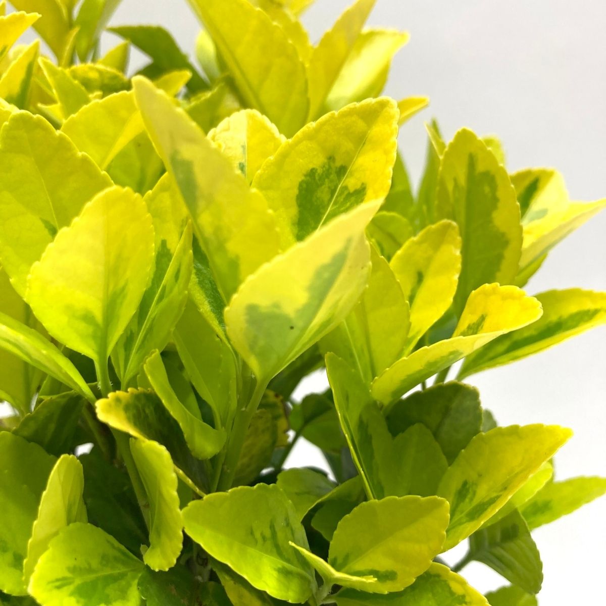 Altuni Taflan-Gold Taflan (20-25 cm)-20 Adet Altuni Taflan-Gold Taflan (20-25 cm)-20 Adet