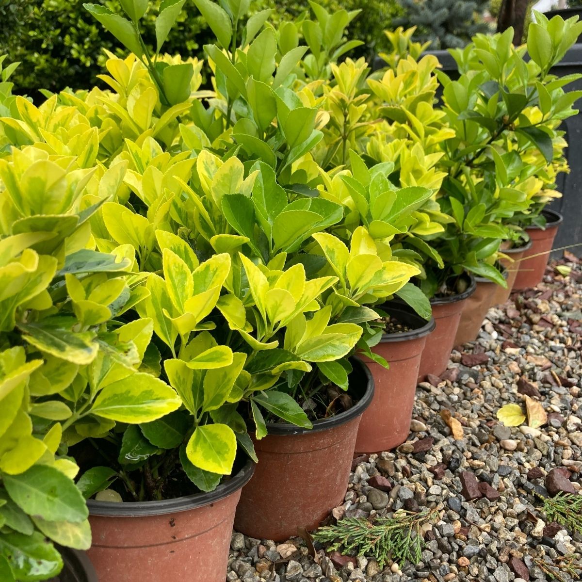 Altuni Taflan-Gold Taflan (20-25 cm)-20 Adet Altuni Taflan-Gold Taflan (20-25 cm)-20 Adet