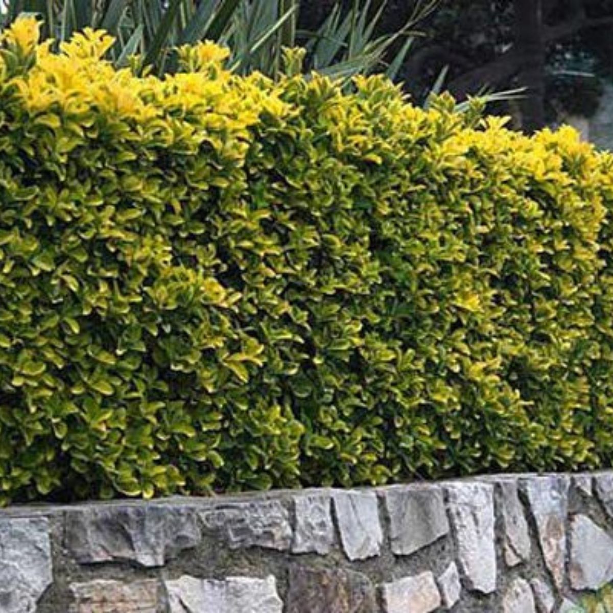 Altuni Taflan-Gold Taflan (20-25 cm)-5 Adet