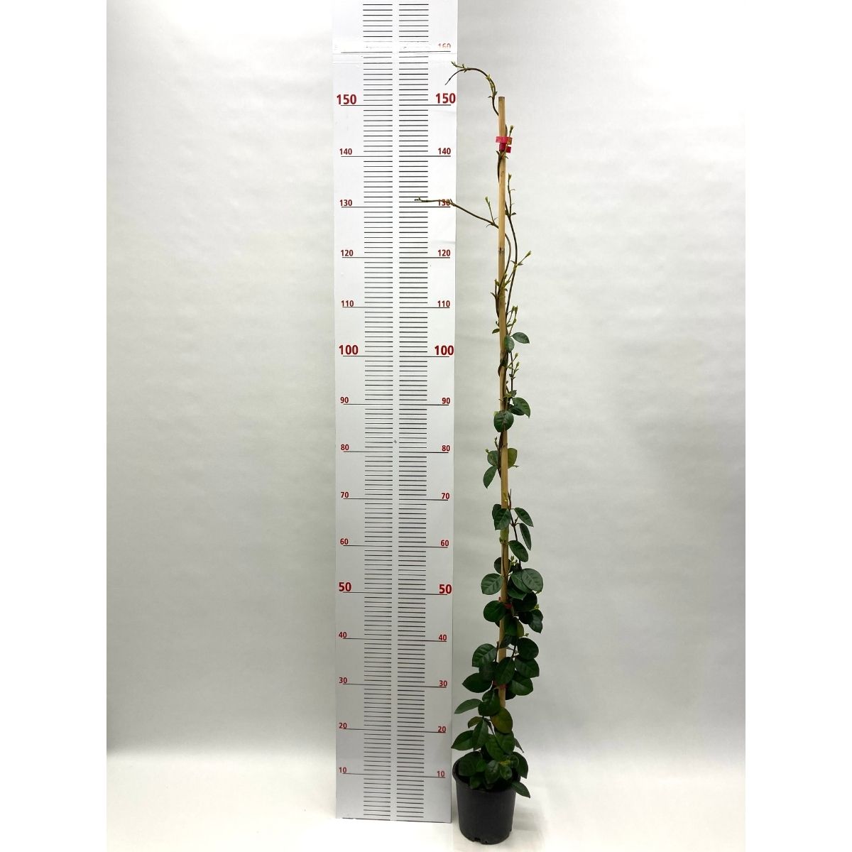 Arap Yasemini Sarmaşığı-Kokulu-Çiçekli (140-150 cm)