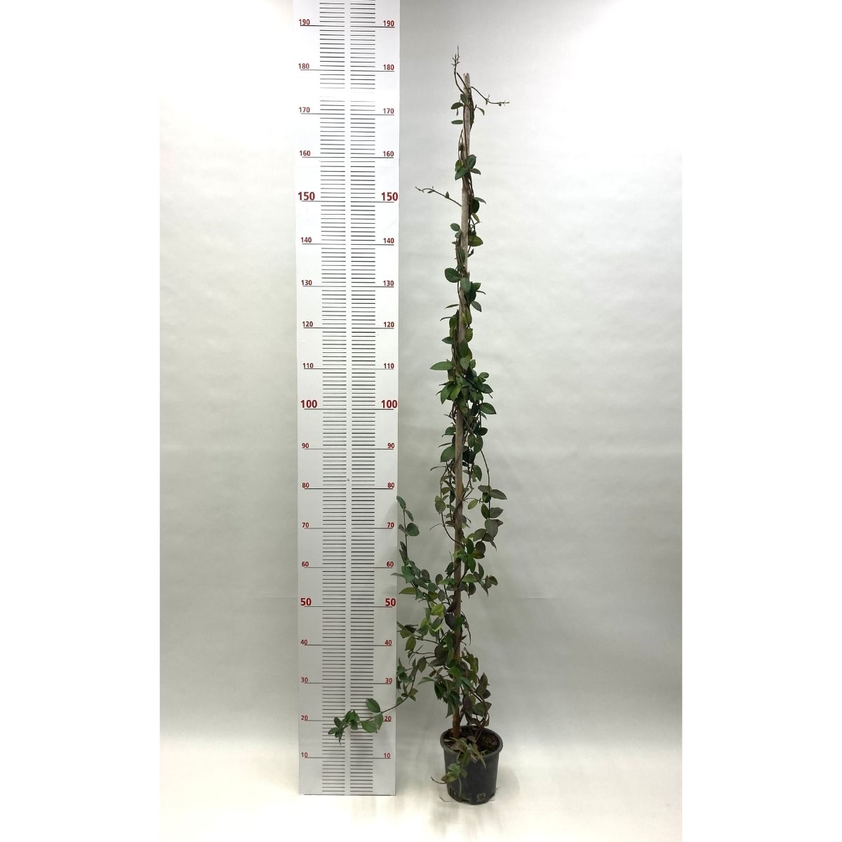 Arap Yasemini Sarmaşığı-Kokulu-Çiçekli (170-200 cm)