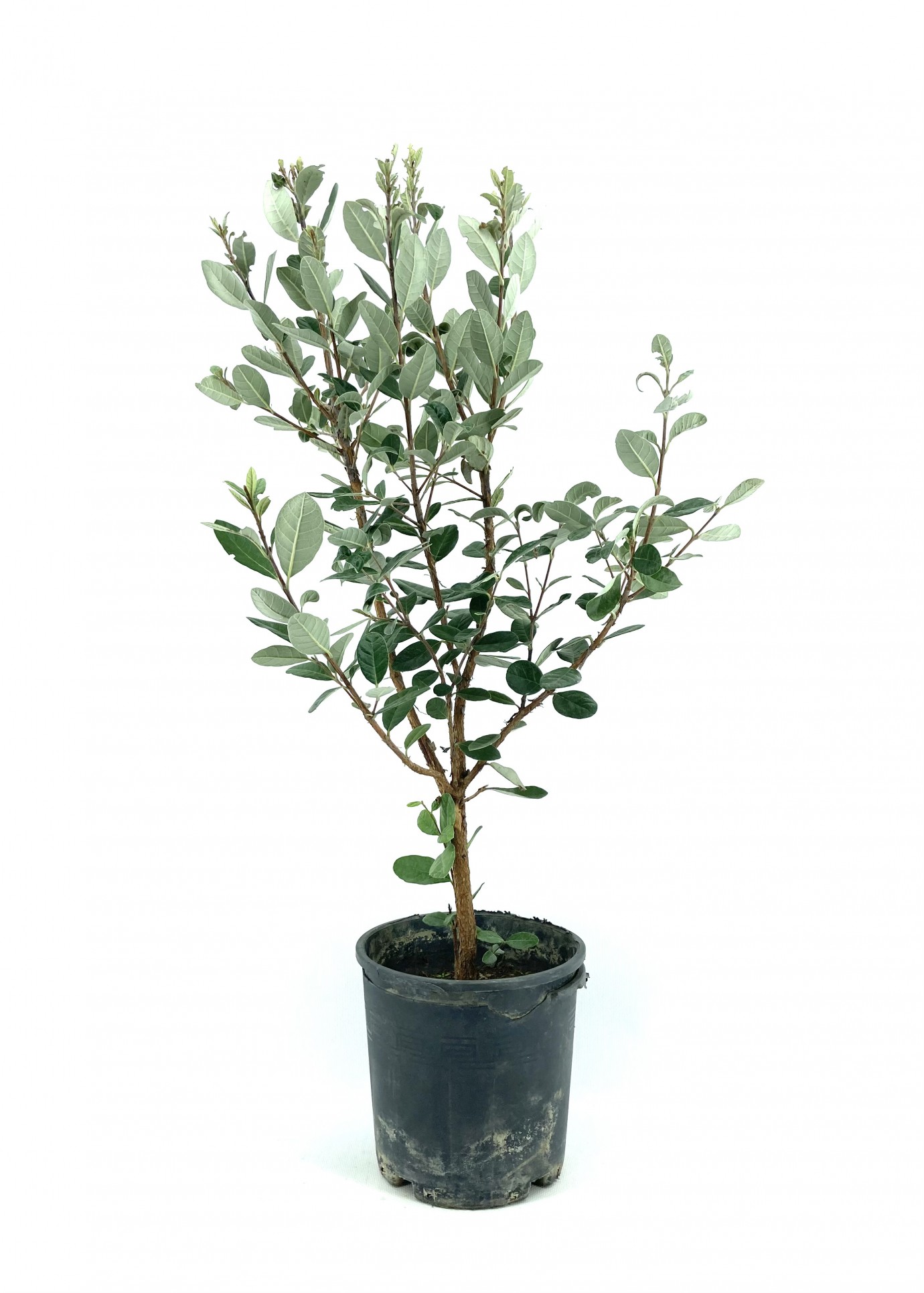 Feijoa (kaymak Ağacı) Fidanı-3 Yaş (50-60 cm)