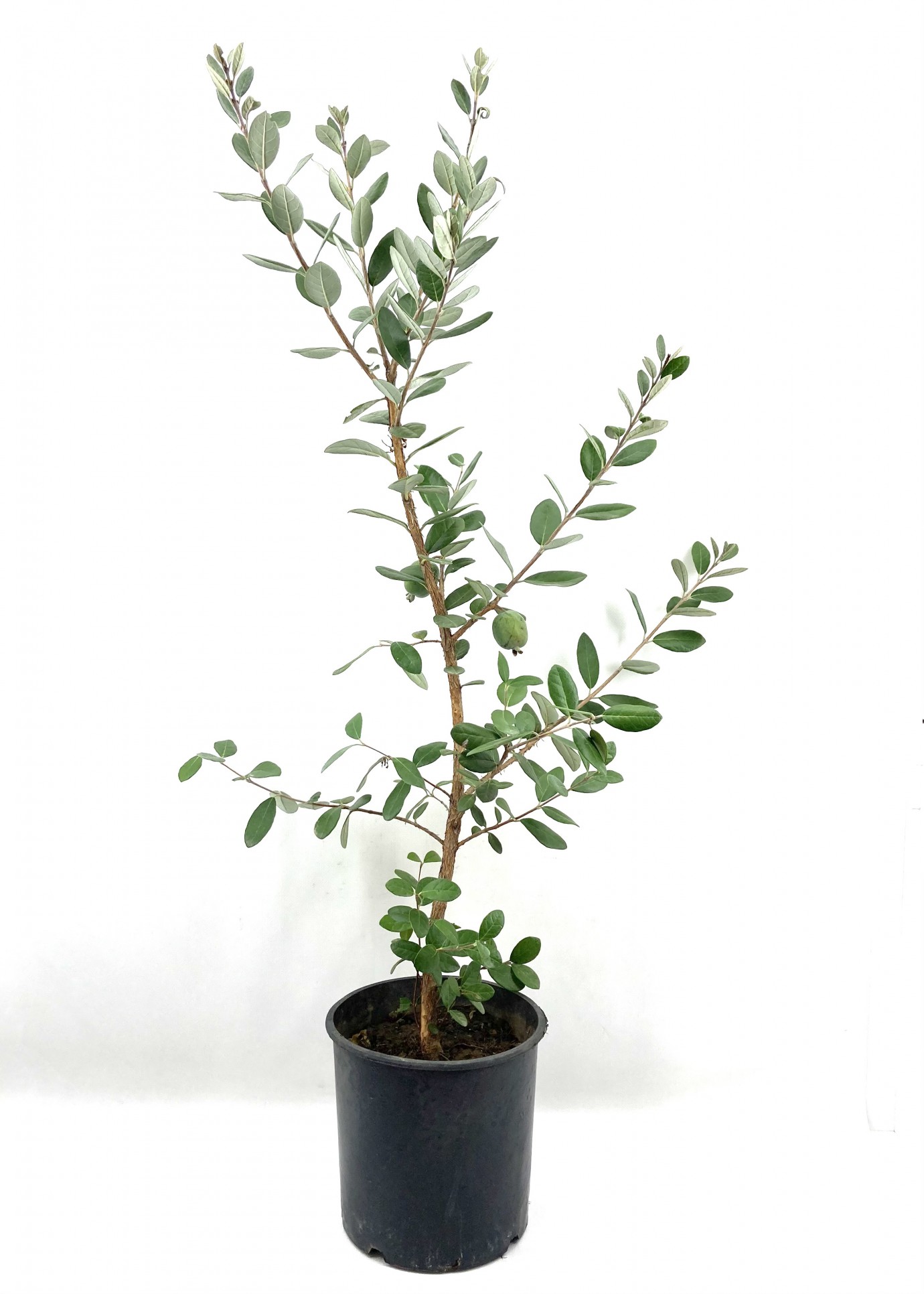 Feijoa (kaymak Ağacı) Fidanı-5 Yaş (110-130 cm)