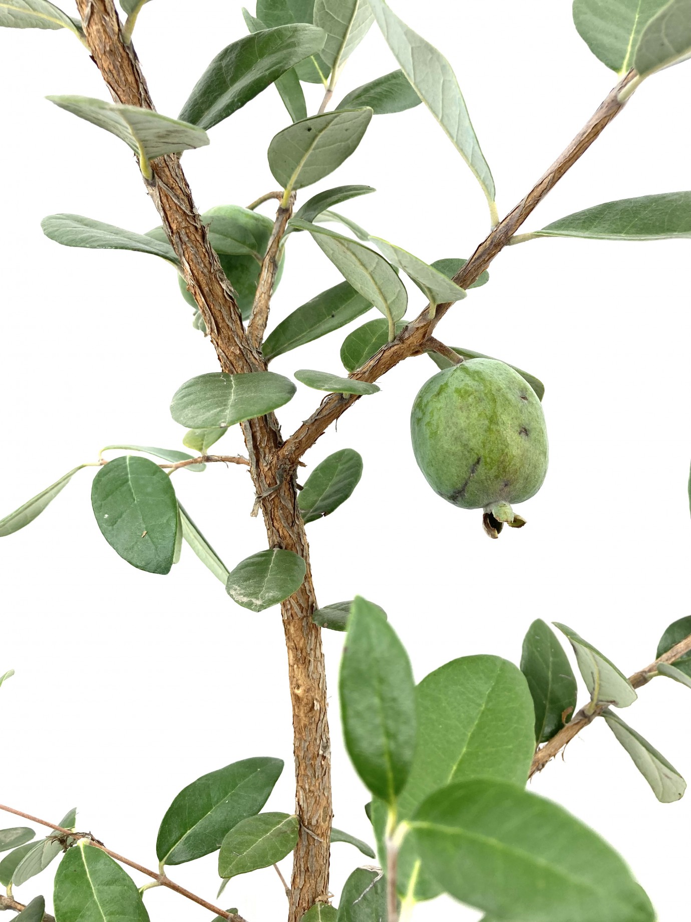 Feijoa (kaymak Ağacı) Fidanı-5 Yaş (110-130 cm)