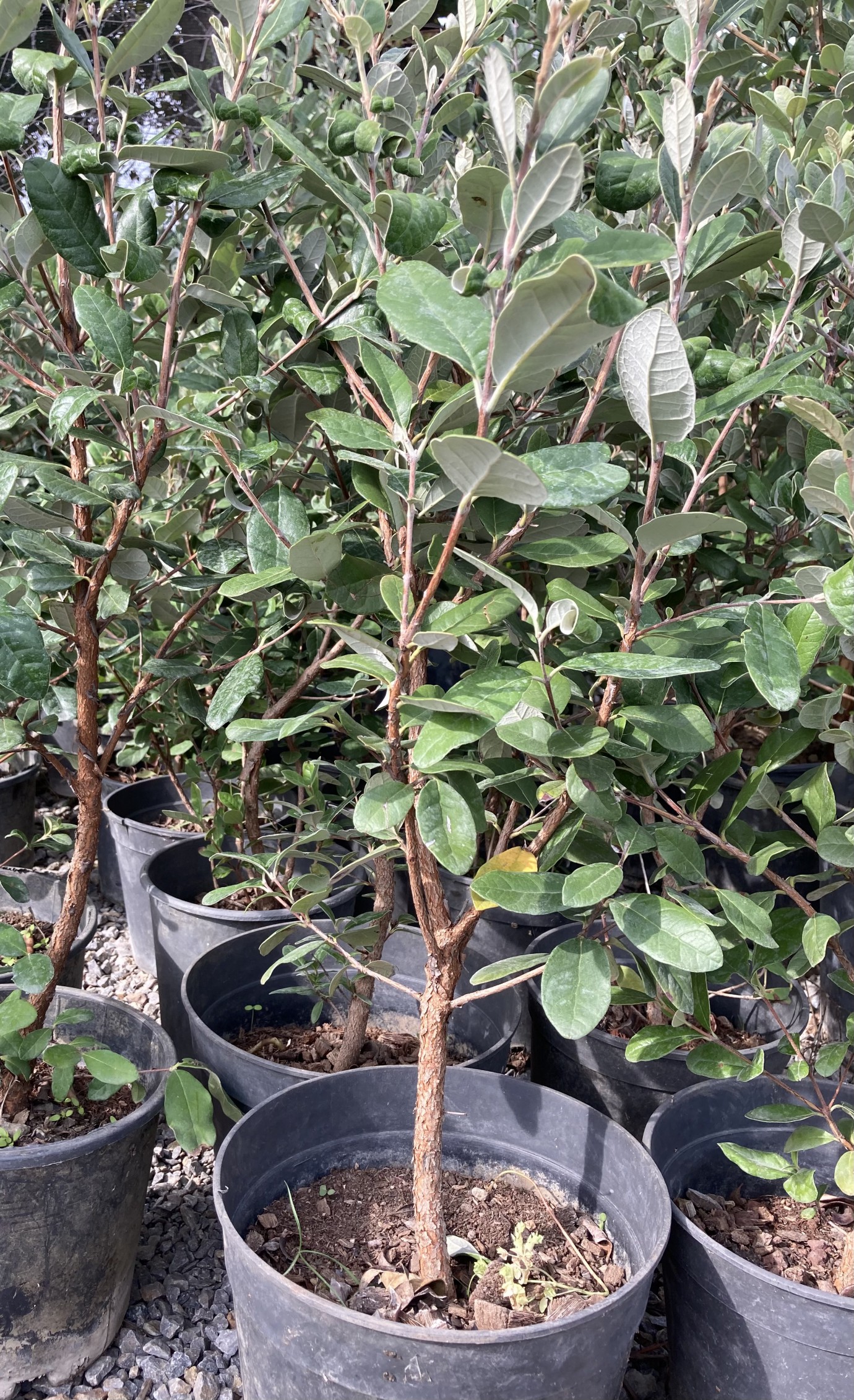 Feijoa (kaymak Ağacı) Fidanı-5 Yaş (110-130 cm)