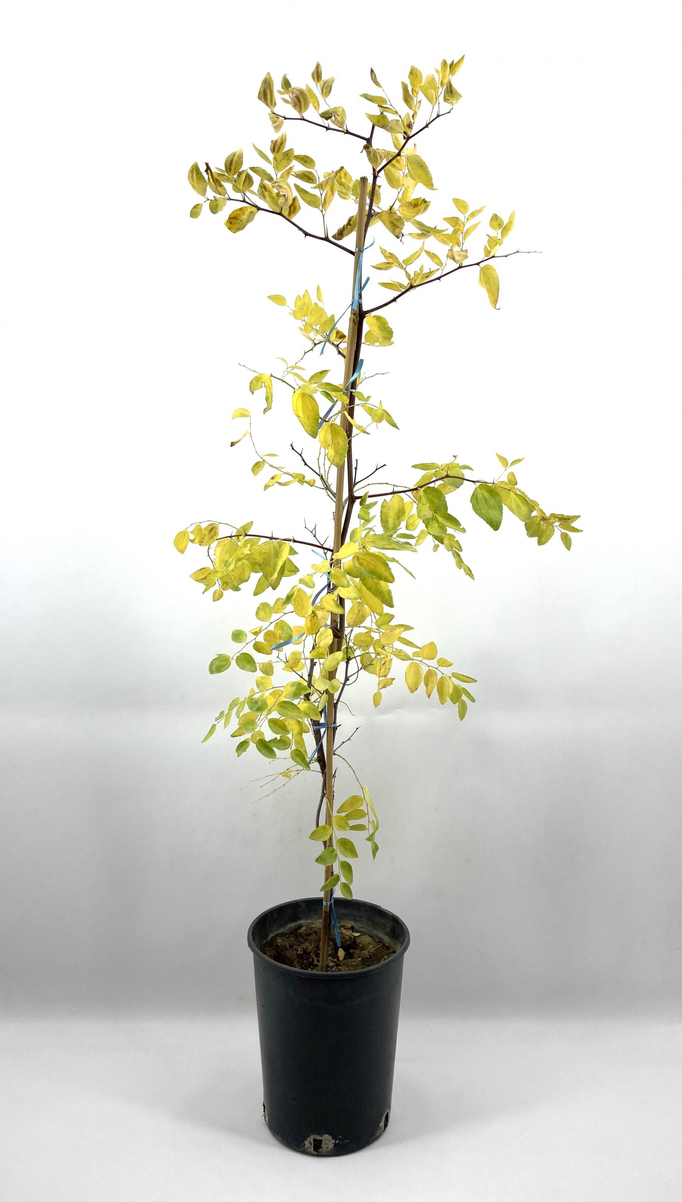 Aşılı Hünnap İri Meyveli-3 Yaş (80-90 cm)
