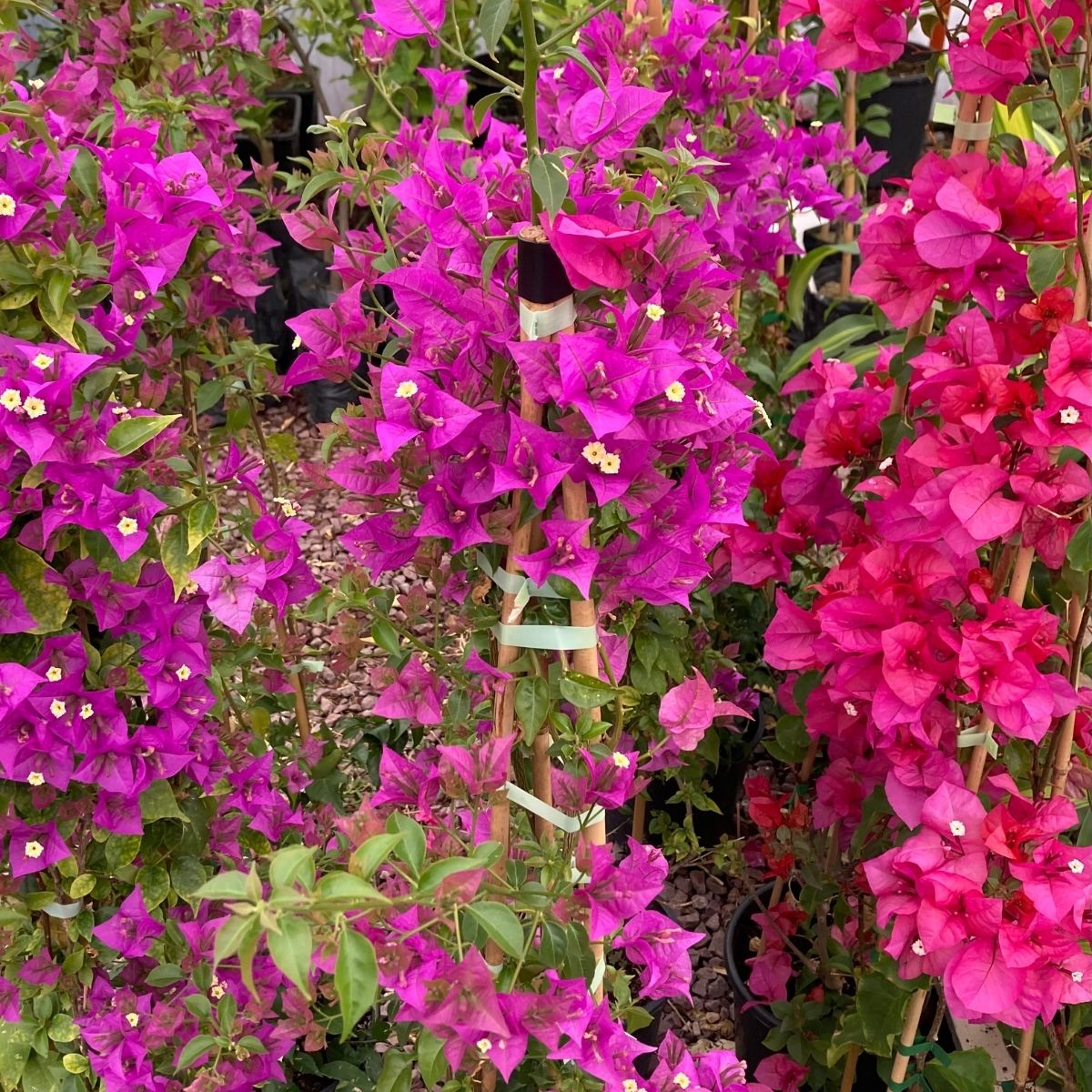 Begonvil Çiçeği-Kırmızı (110-120 cm)-Sarmaşık Begonvil Begonvil Çiçeği-Kırmızı (110-120 cm)-Sarmaşık Begonvil