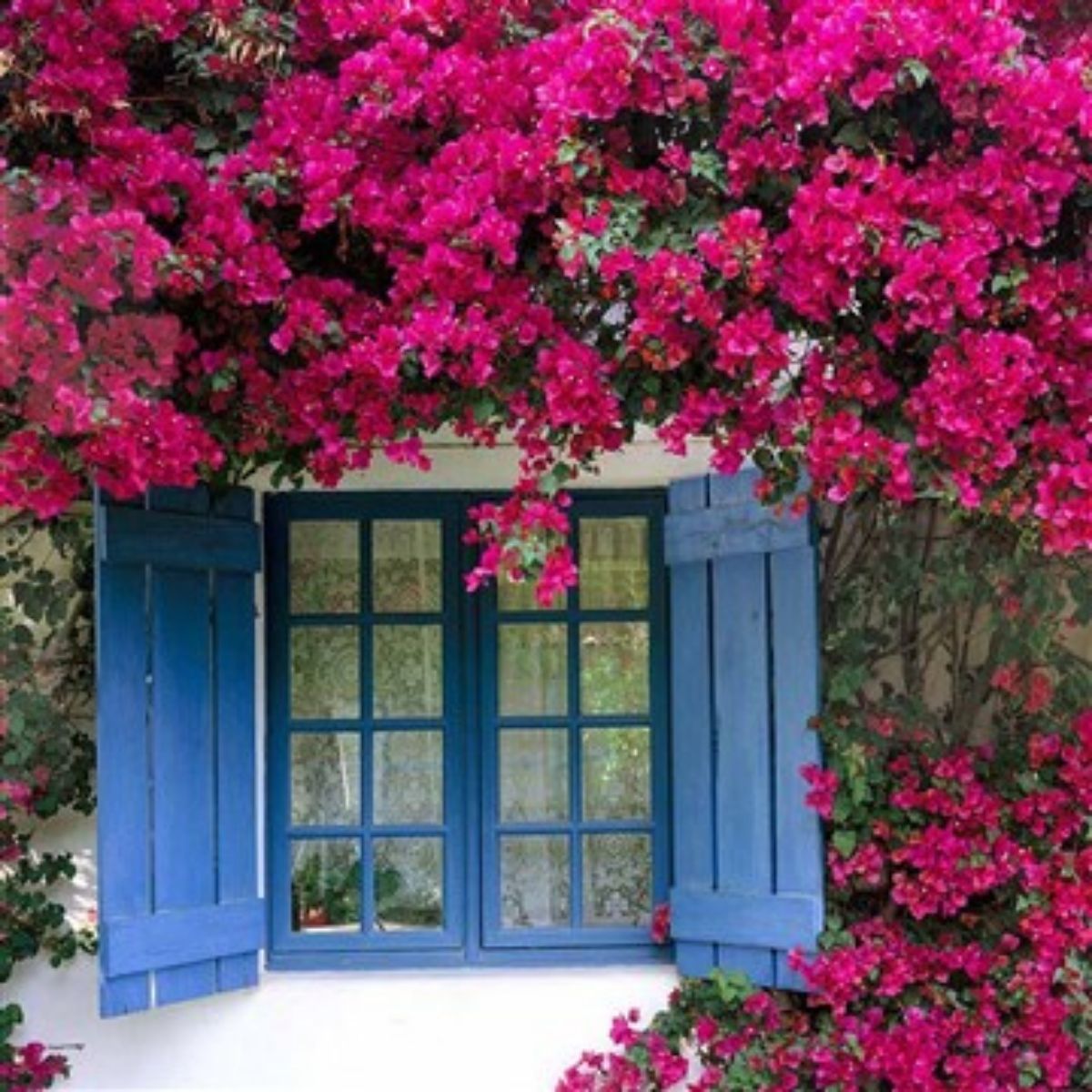 Begonvil Çiçeği-Kırmızı (110-120 cm)-Sarmaşık Begonvil Begonvil Çiçeği-Kırmızı (110-120 cm)-Sarmaşık Begonvil