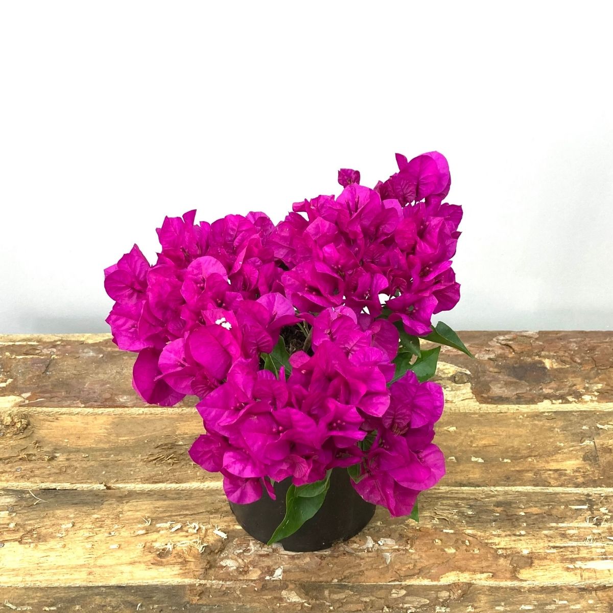 Begonvil Çiçeği-Kırmızı (15-20 cm)-Bodur Begonvil
