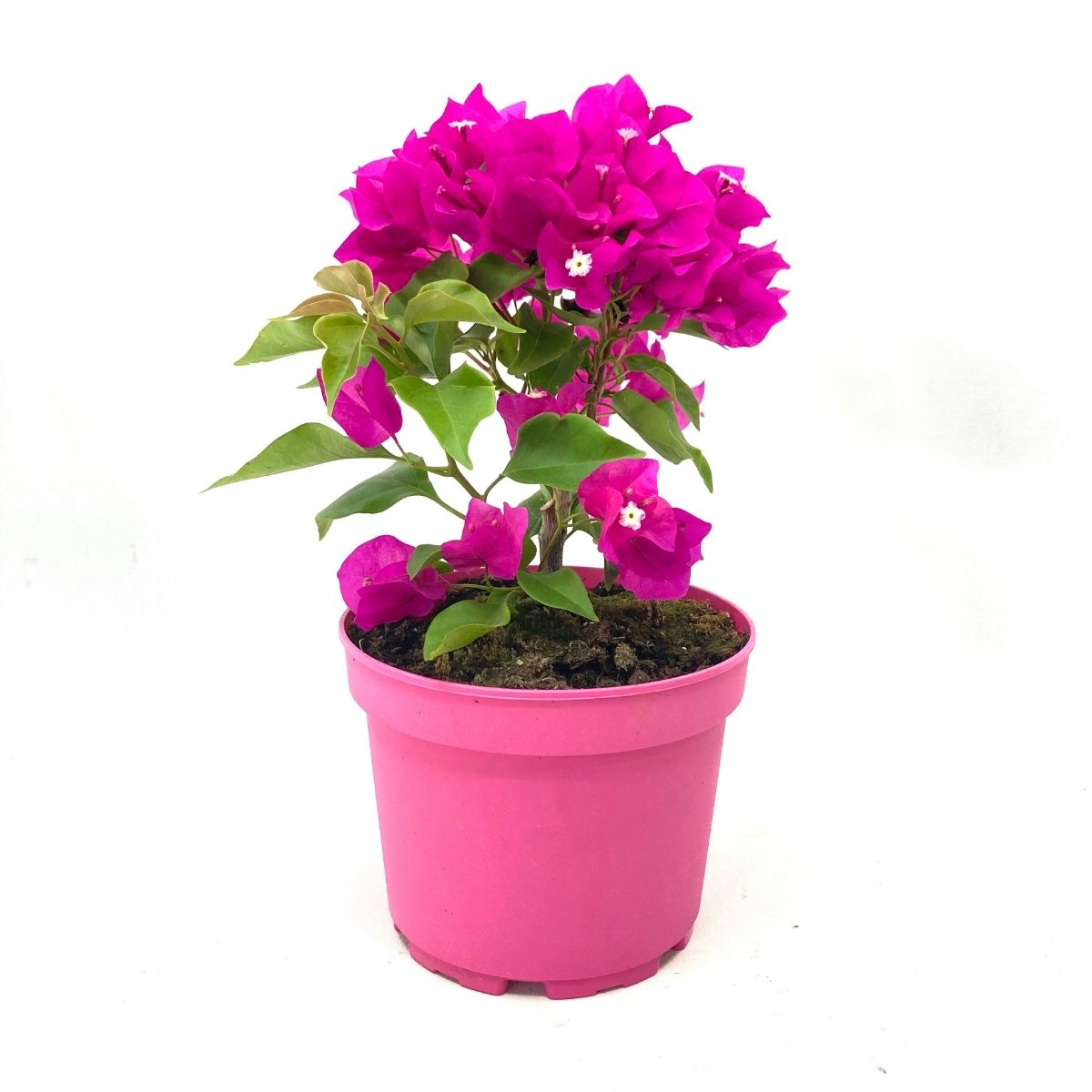 Begonvil Çiçeği-Pembe (15-20 cm)-Dekoratif Saksıda