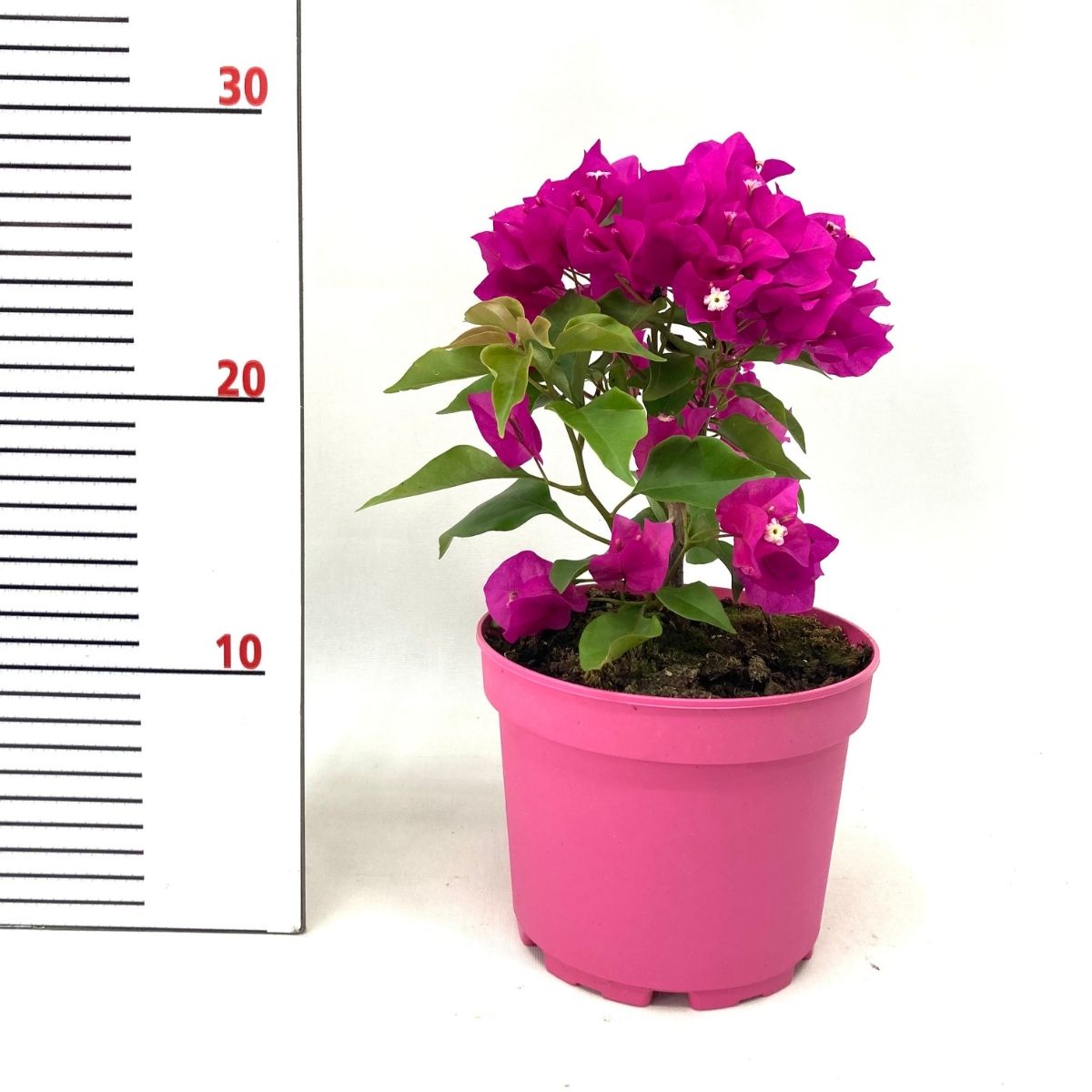 Begonvil Çiçeği-Pembe (15-20 cm)-Dekoratif Saksıda