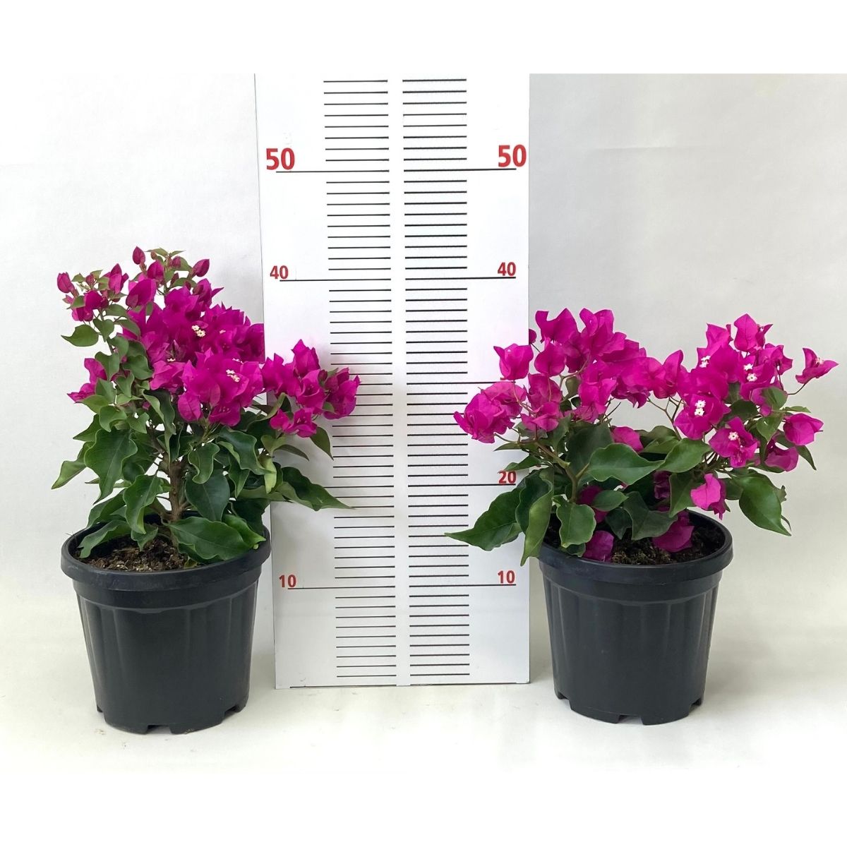 Begonvil Çiçeği-Pembe (20-30 cm)-3 Litre Saksıda