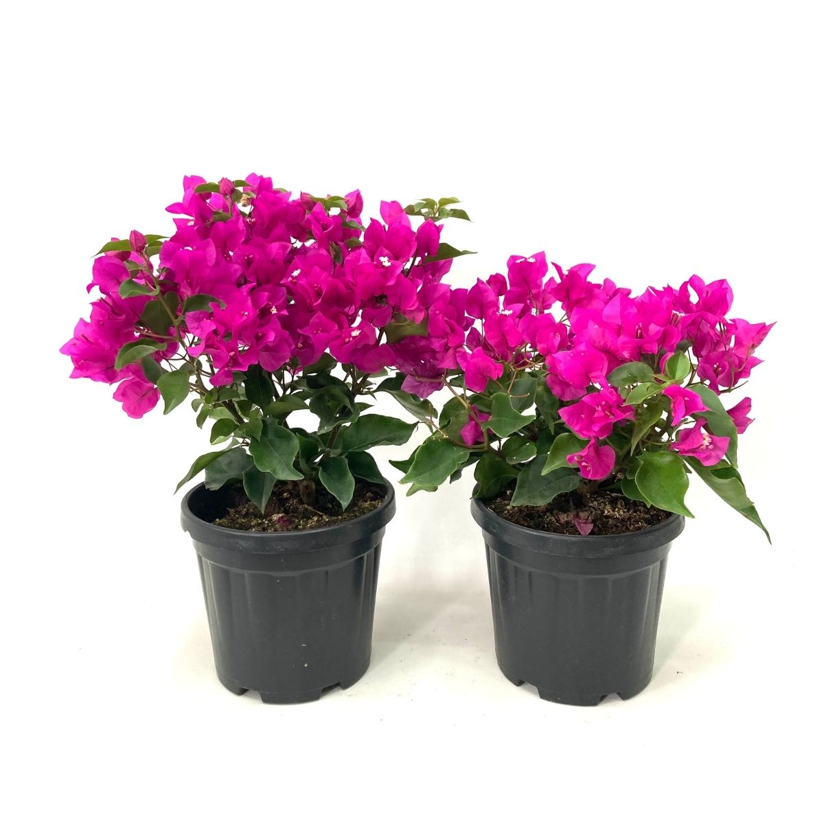 Begonvil Çiçeği-Pembe (30-40 cm)-7 Litre Saksıda