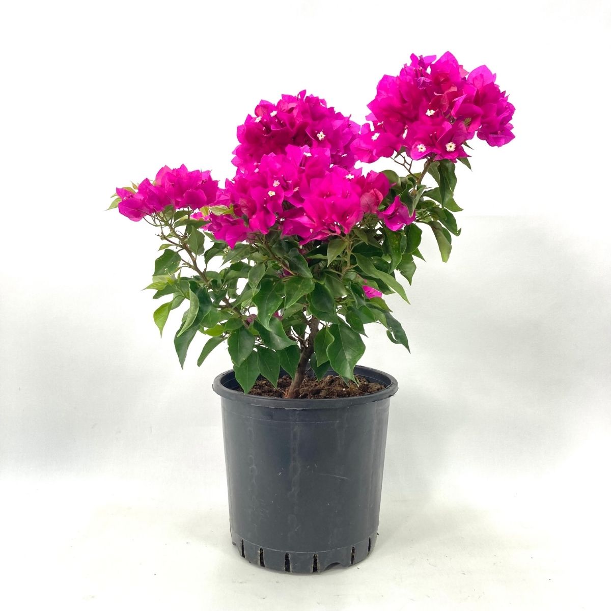 Begonvil Çiçeği-Pembe (30-40 cm)-7 Litre Saksıda