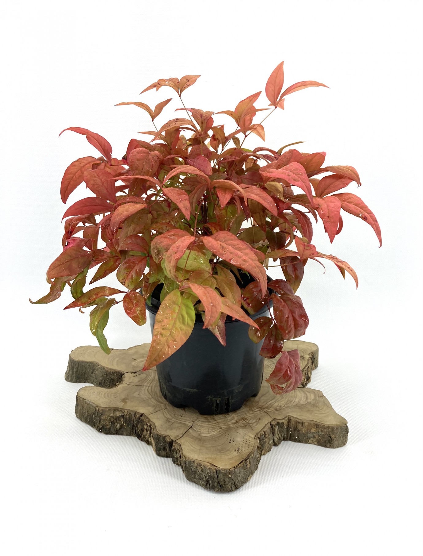 Bodur  Nandina (Bodur  Cennet Bambusu) 30-40 cm-5'li