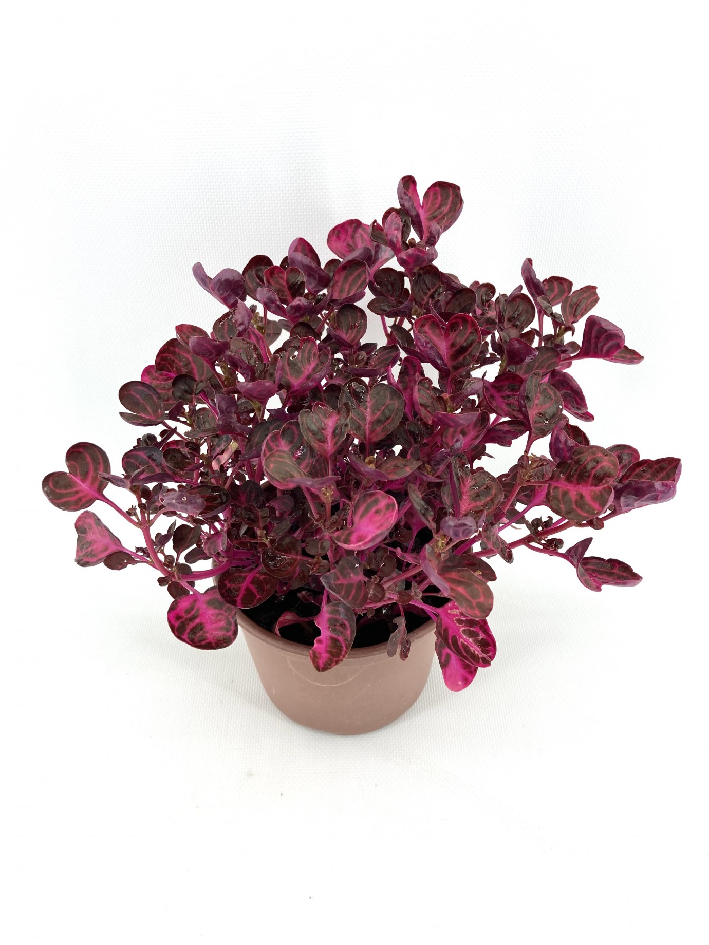 Çingene Şalvarı 30-35 cm-15'li