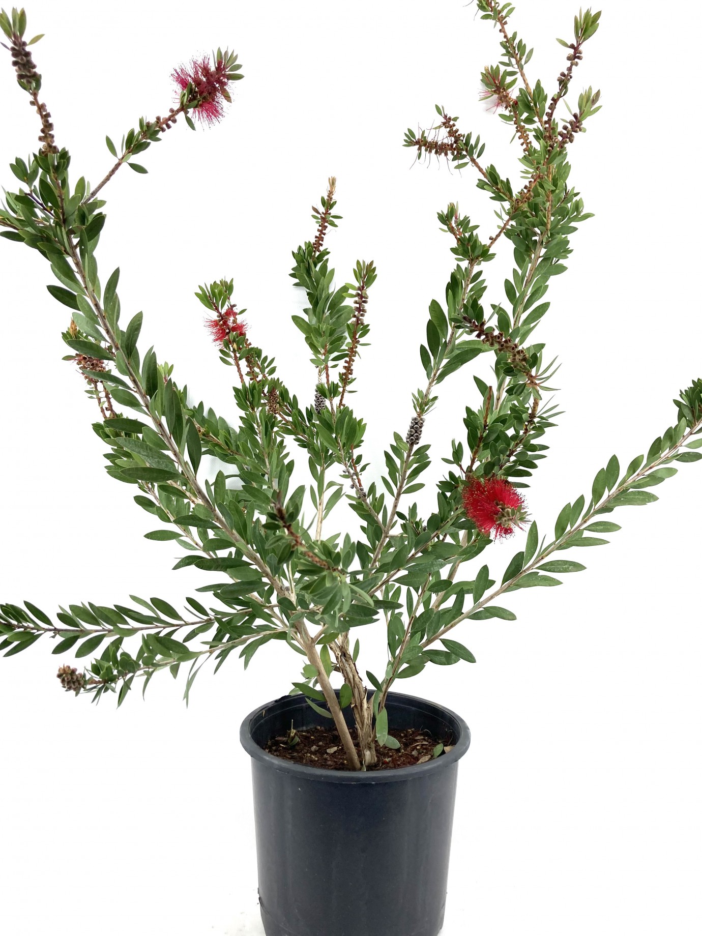 Fırça Çalısı 60-70 cm