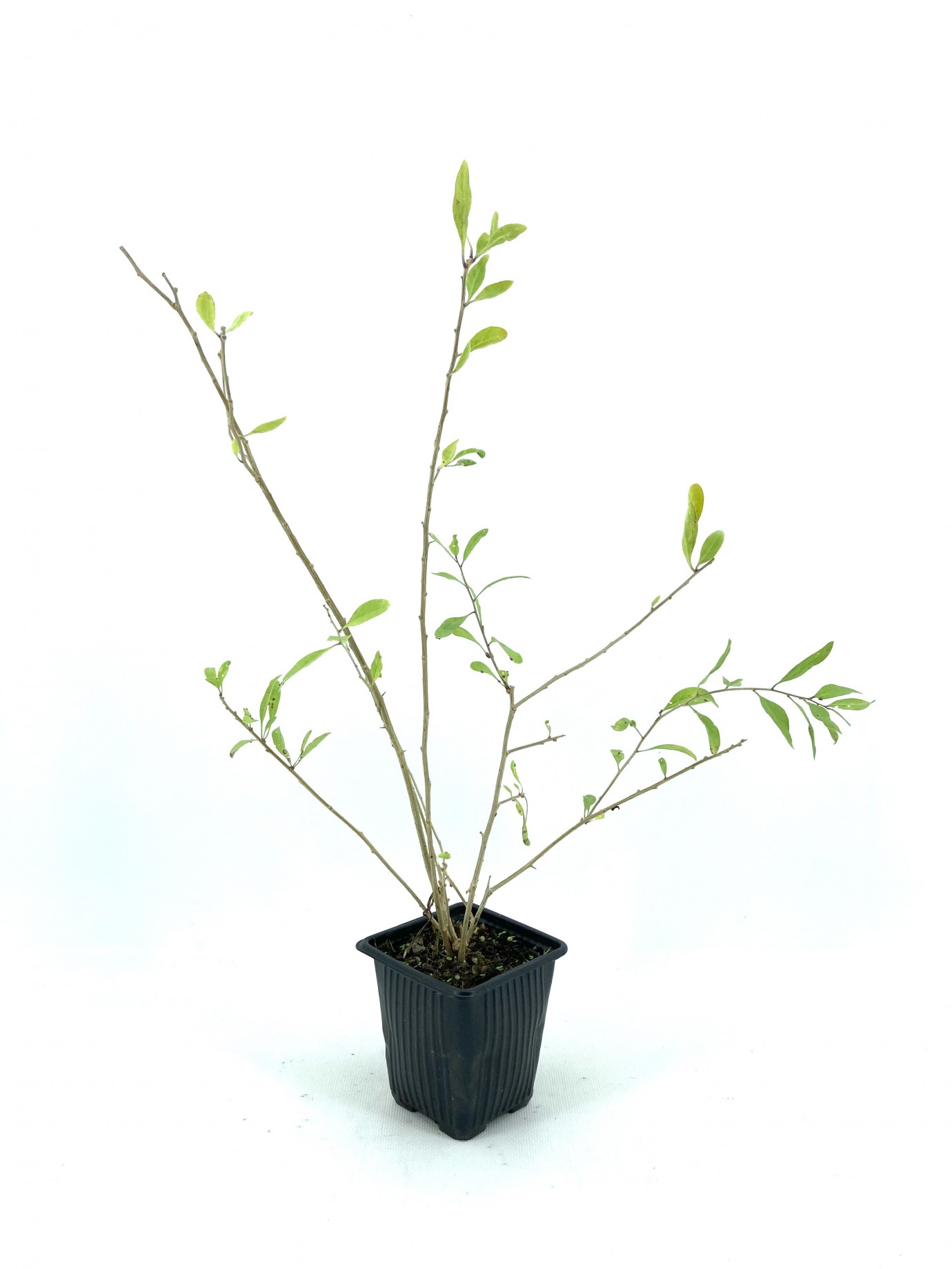 Gojiberi-2 Yaş-(45-55 Cm)