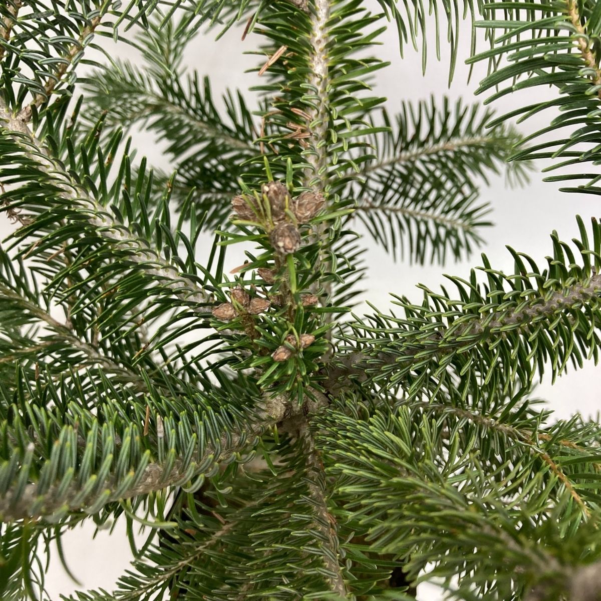Göknar (Köknar) Fidanı (40-50 cm)
