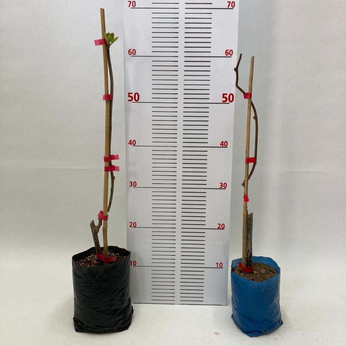 Hayward Kivi Fidanı-2'li 80-100 cm