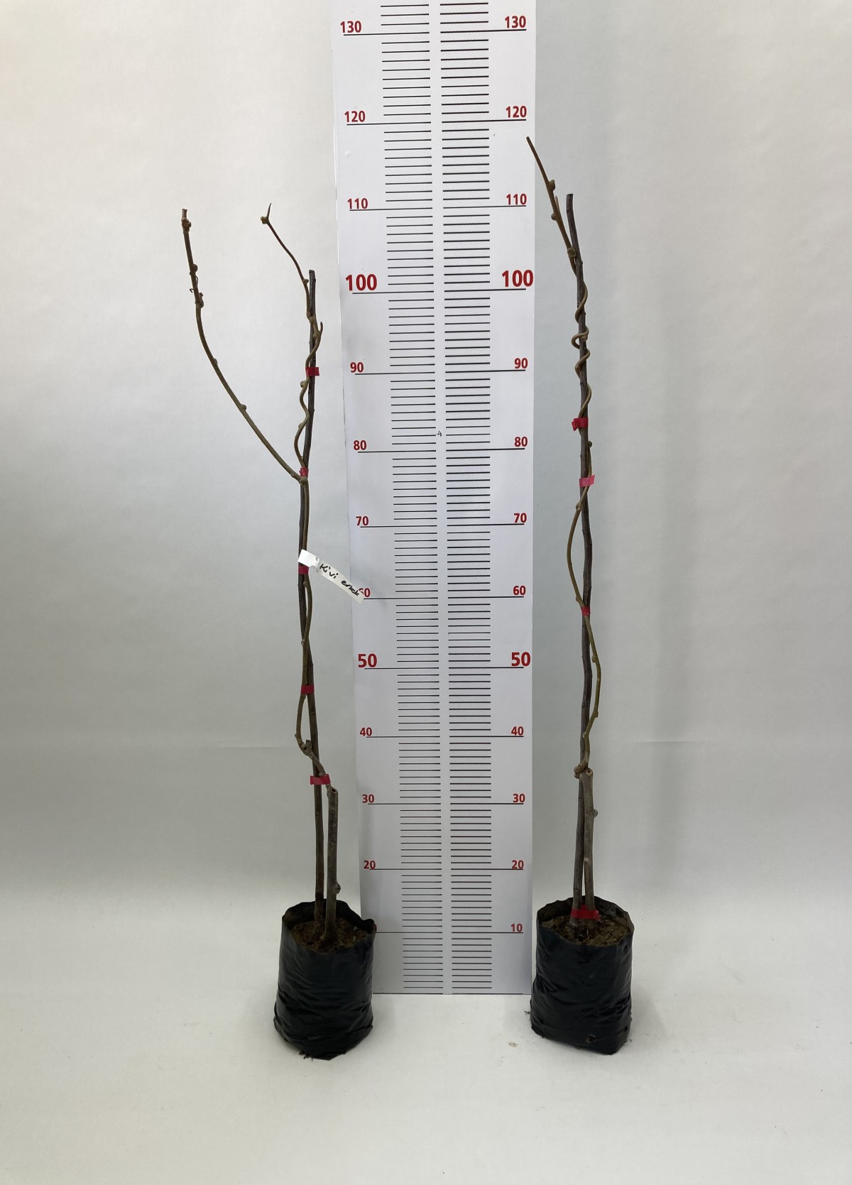 Hayward Kivi Fidanı-3'lü 80-100 cm