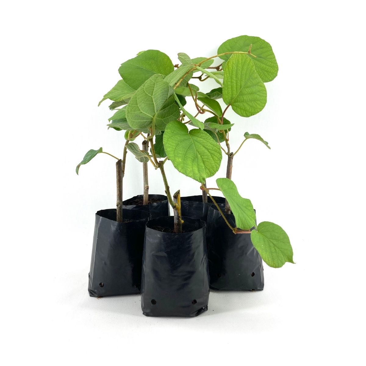 Hayward Kivi Fidanı-5'li 25-30 cm Hayward Kivi Fidanı-5'li 25-30 cm